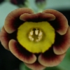 Auricula Piers Telford - Abriachan Nurseries